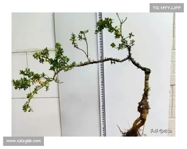 揭开卷帘绿魔神秘面纱探索其独特生态习性与养护技巧