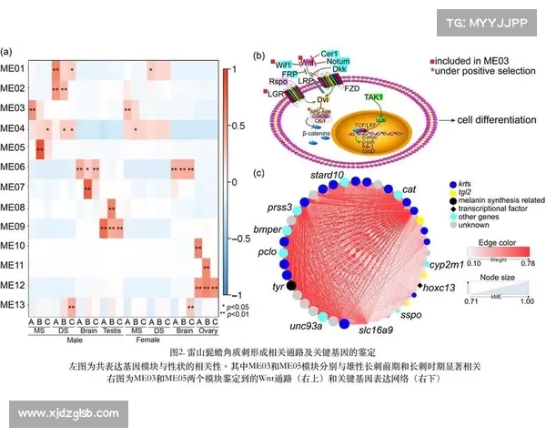 全面揭示足球运动员薪水背后错综复杂的全球化利益运作链条机制构